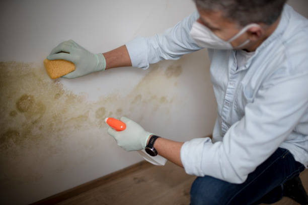 Why You Should Choose Our Mold Remediation Services in Temescal Valley, CA